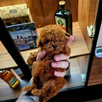 Najmanje pudle, od najlepsih roditelja u Evropi