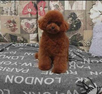 Najmanje pudle, od najlepsih roditelja u Evropi