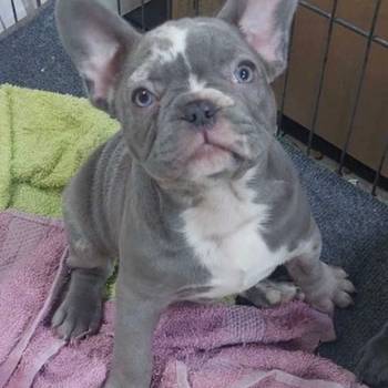 Sivi plavi francuski buldog