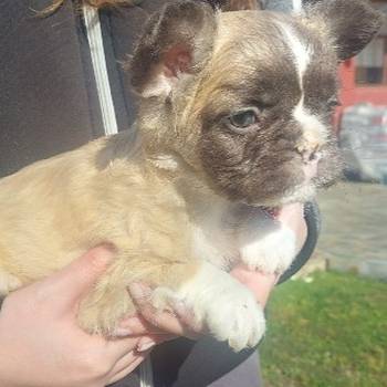 Francuski buldog štenci dugodlaki