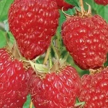 Rezervacije u toku za sadnju voćnih sadnica