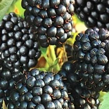 Rezervacije u toku za sadnju voćnih sadnica