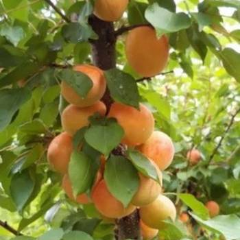 Rezervacije u toku za sadnju voćnih sadnica