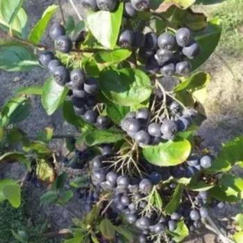 Rezervacije u toku za sadnju voćnih sadnica