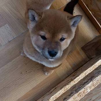 Šiba Inu štenci