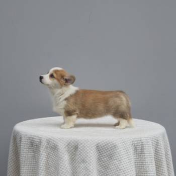 Velški Korgi Pembrok prelepi štenci