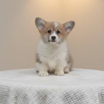 Velški Korgi Pembrok prelepi štenci