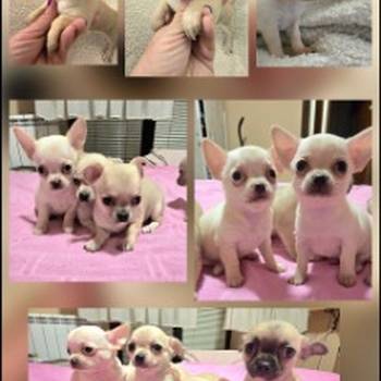 Štenci ekstra mini čivave