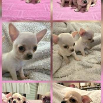 Štenci ekstra mini čivave