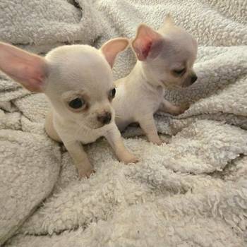 Štenci ekstra mini čivave