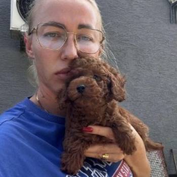 Stenci toy i mini pudle vrhunske genetike