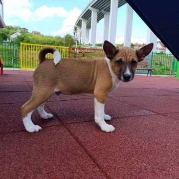 Basenji štenci