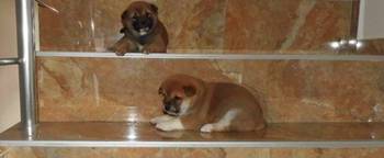 Shiba Inu, TOP štenci