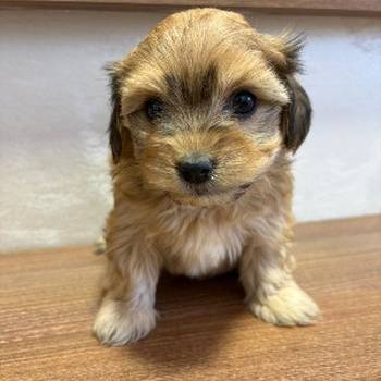 Havanski Bišon prelepi štenci