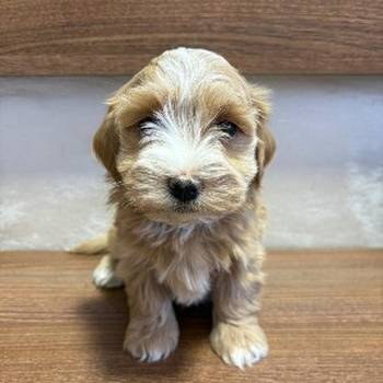 Havanski Bišon prelepi štenci