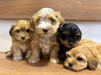 Havanski Bišon prelepi štenci