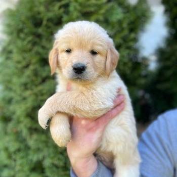 Zlatni retriver stenci