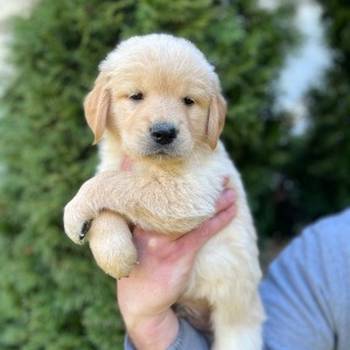 Zlatni retriver stenci