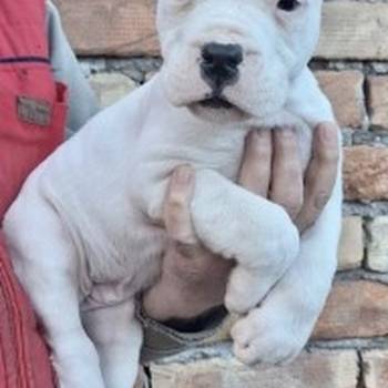 Dogo Argentino stenci