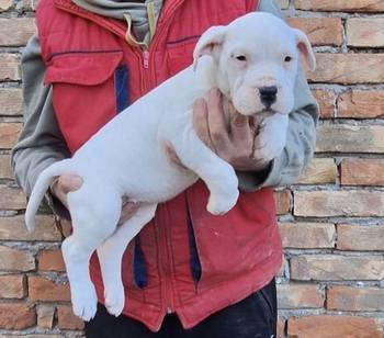 Dogo Argentino stenci
