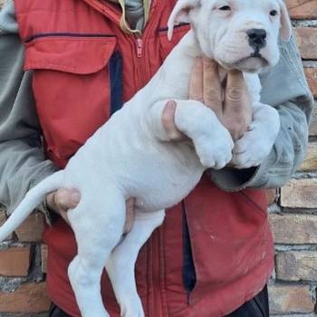 Dogo Argentino stenci