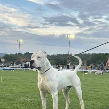 Dogo Argentino stenci