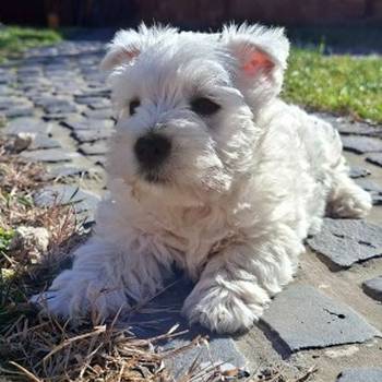 Westi-Zapadno škotski beli terijer