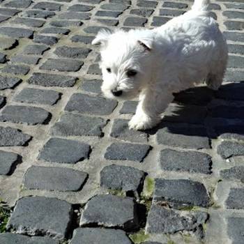 Westi-Zapadno škotski beli terijer