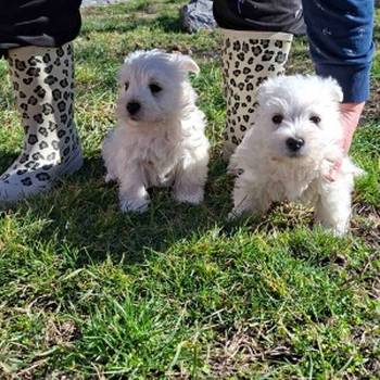 Westi-Zapadno škotski beli terijer