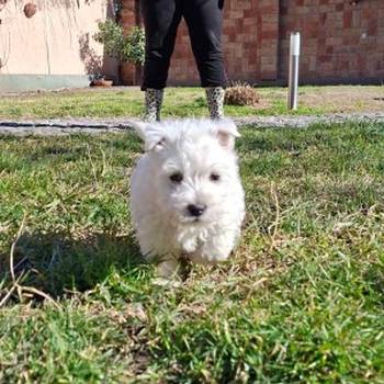 Westi-Zapadno škotski beli terijer