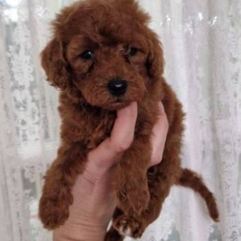 Crvene pudle toy, od oba roditelja u mom vlasnistvu