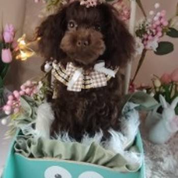 Toj pudle braon, ženke