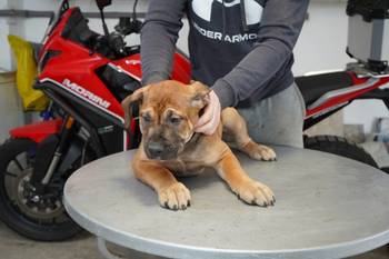 Južnoafrički mastif - Boerboel štenci