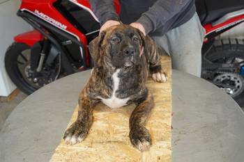 Južnoafrički mastif - Boerboel štenci