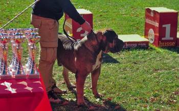 Južnoafrički mastif - Boerboel štenci