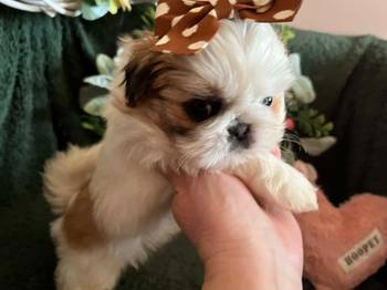 Prelepi Shih Tzu štenci iz registrovane fci/kss odgajivačnice