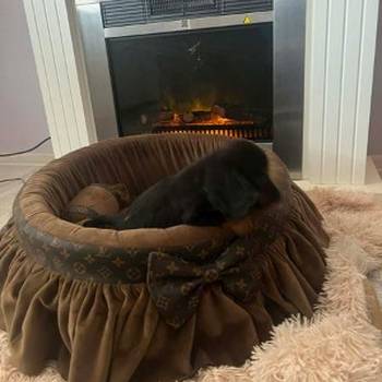 Dugodlaki patuljasti jazavičari