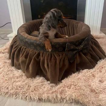 Dugodlaki patuljasti jazavičari