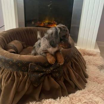 Dugodlaki patuljasti jazavičari