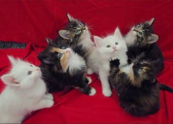 Norveški šumski mačići