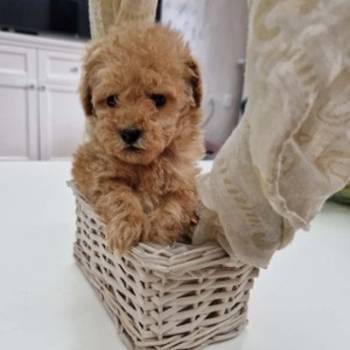 Toy pudle maleni mečići spremni za preuzimanje