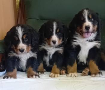 Bernski planinski pas