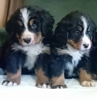 Bernski planinski pas