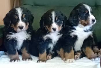 Bernski planinski pas