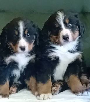 Bernski planinski pas