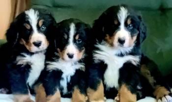 Bernski planinski pas