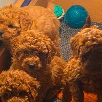 Pudla crveni i aprikot patuljasti stenci