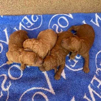 Pudla crveni i aprikot patuljasti stenci