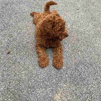 Pudla crveni i aprikot patuljasti stenci