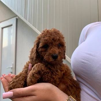 Pudla crveni i aprikot patuljasti stenci